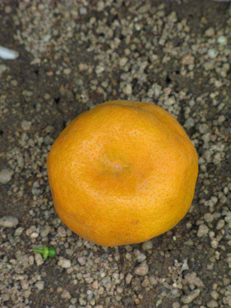            Fruit (Riverside, CA)   